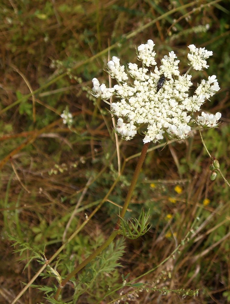 Image of Daucus carota specimen.