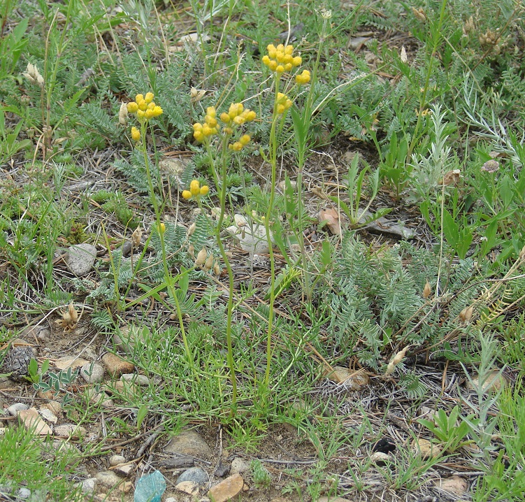 Image of Filifolium sibiricum specimen.