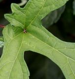 Hibiscus esculentus. Часть листовой пластинки. Германия, г. Дюссельдорф, Ботанический сад университета. 14.08.2013.