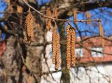 Corylus colurna