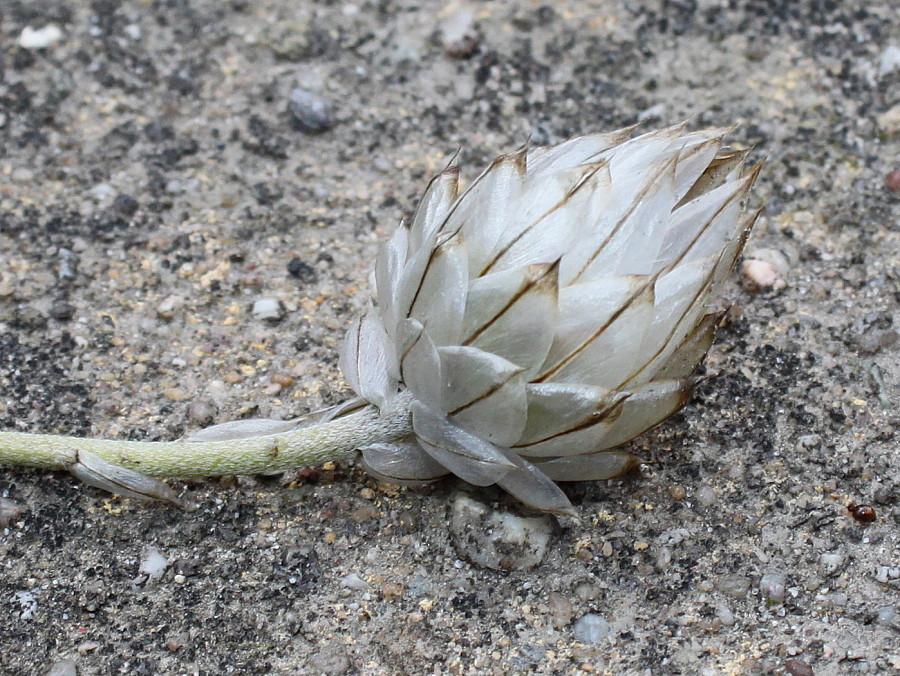 Изображение особи Catananche caerulea.