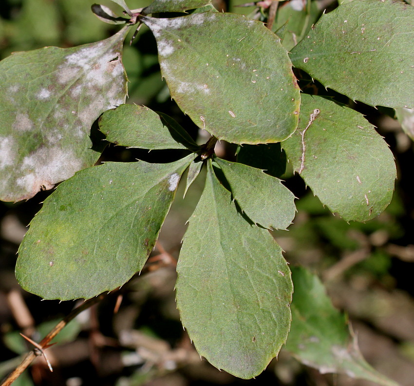 Изображение особи Berberis vulgaris.