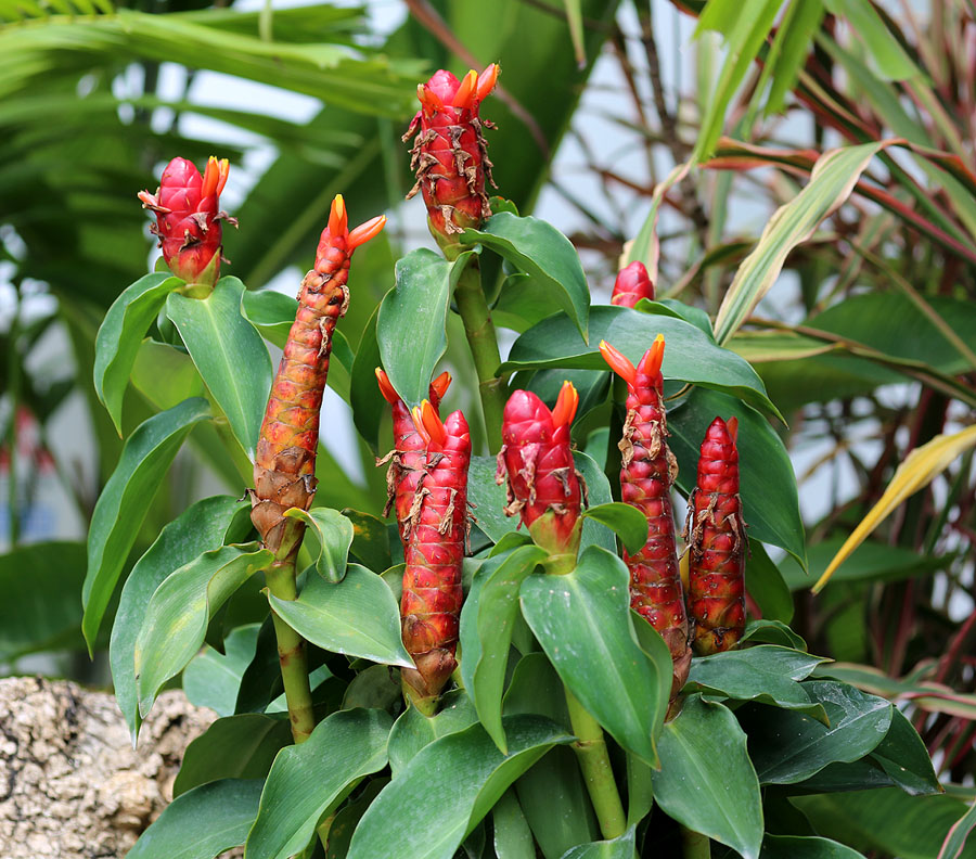 Изображение особи Costus woodsonii.