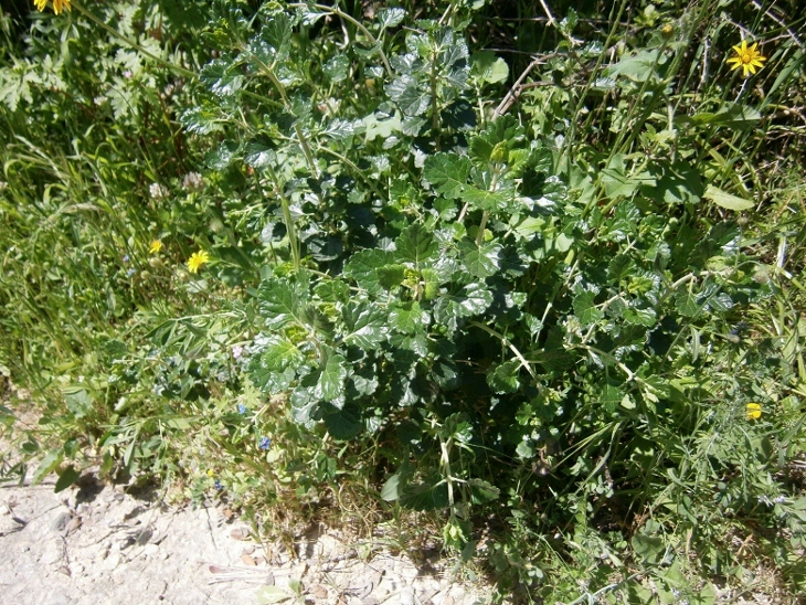 Image of Prasium majus specimen.