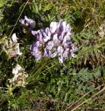 Oxytropis sordida