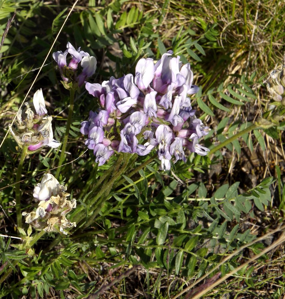 Изображение особи Oxytropis sordida.