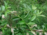 Salix myrsinifolia