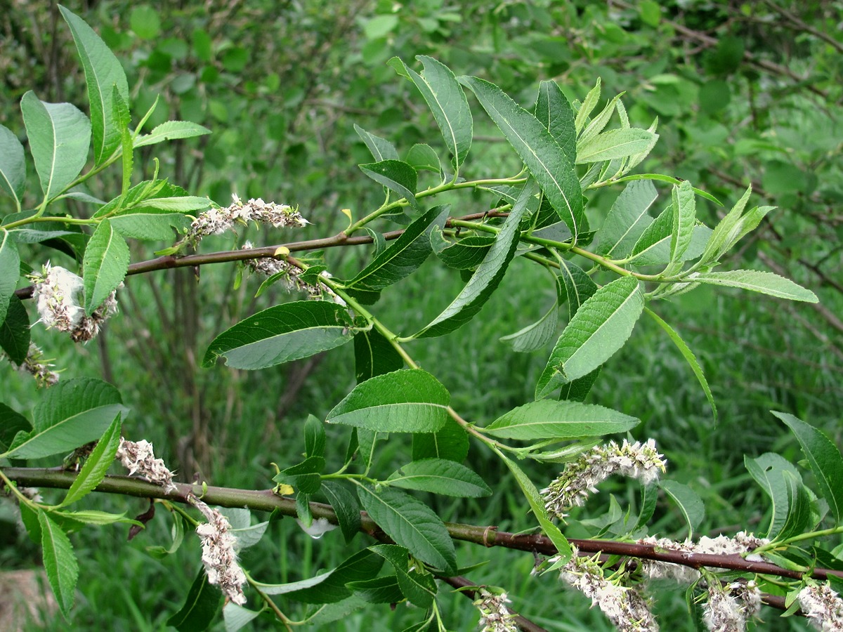 Изображение особи Salix myrsinifolia.