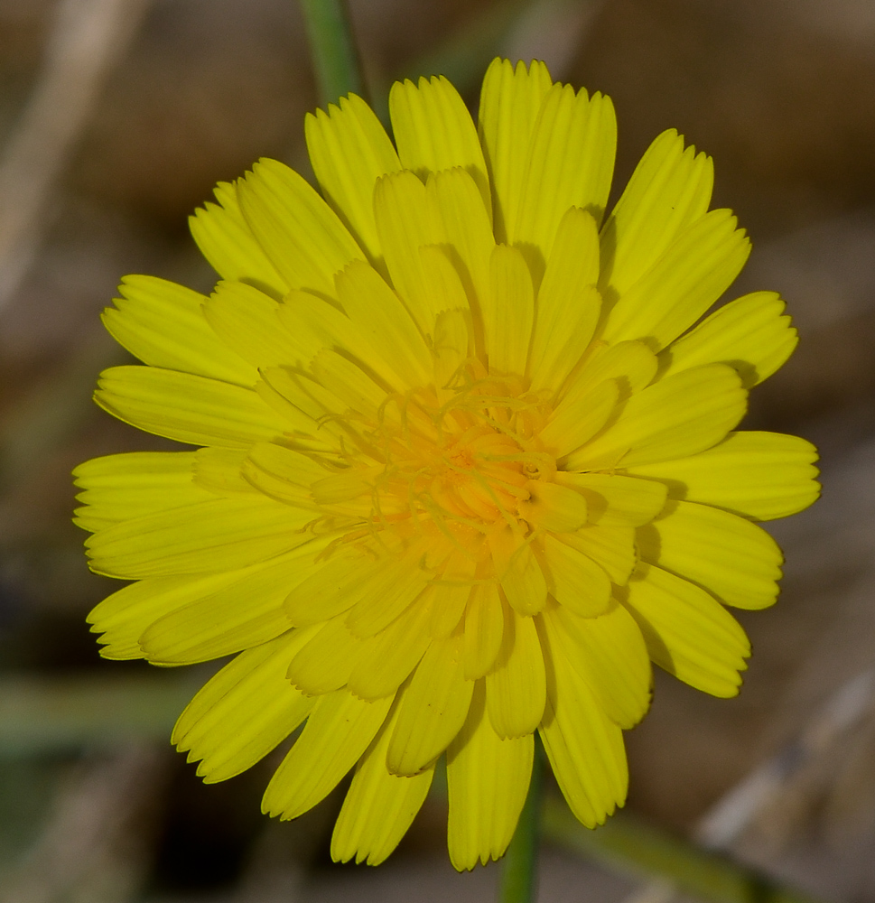 Изображение особи Launaea mucronata.