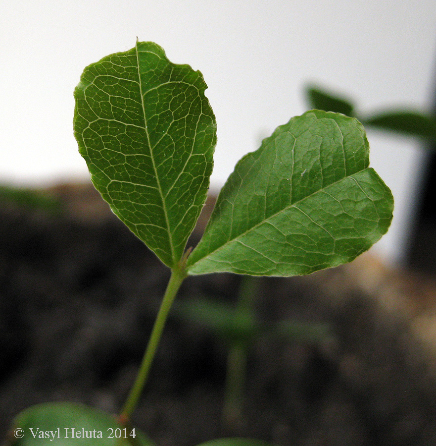 Изображение особи Ceratonia siliqua.