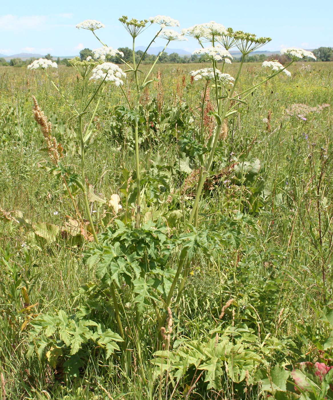 Изображение особи Heracleum dissectum.