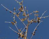 Chimonanthus praecox. Цветущая ветвь верхушки кроны. Германия, г. Дюссельдорф, Ботанический сад университета. 13.03.2014.