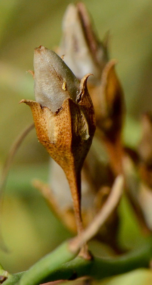 Image of Eremophila polyclada specimen.