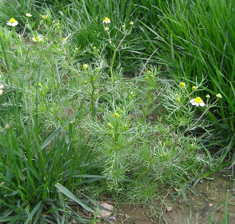 Image of Matricaria recutita specimen.