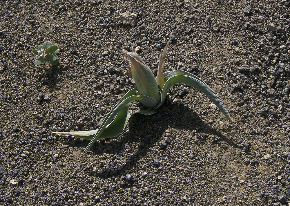 Image of Juno pseudocaucasica specimen.