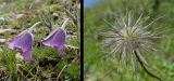 Pulsatilla violacea