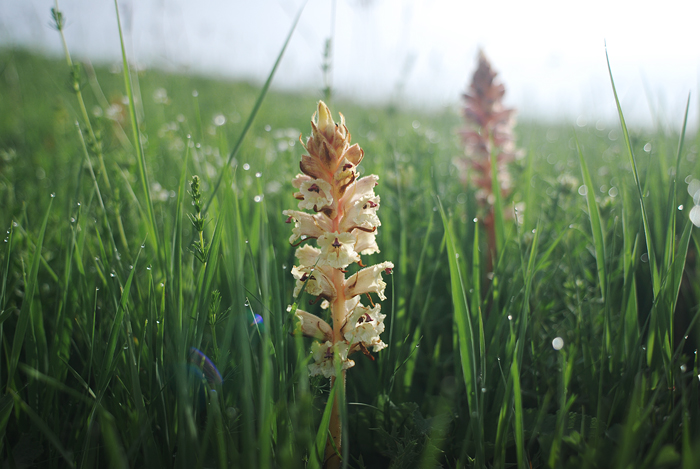 Изображение особи Orobanche alba.