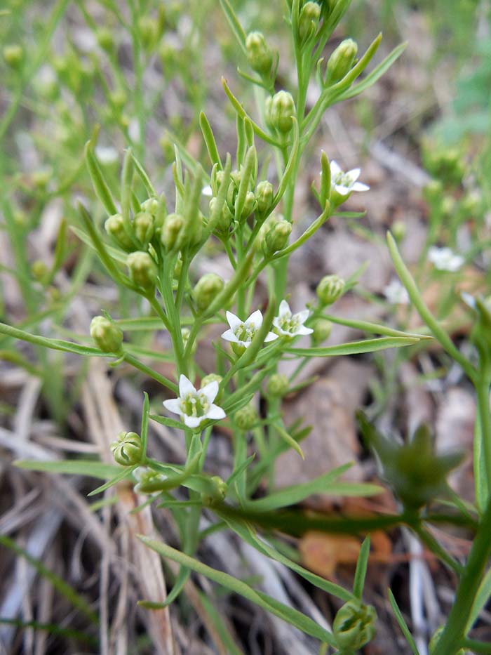 Изображение особи Thesium repens.