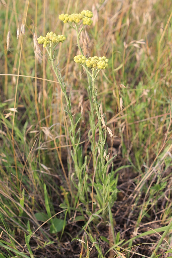 Изображение особи Helichrysum arenarium.