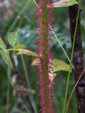 Rosa spinosissima