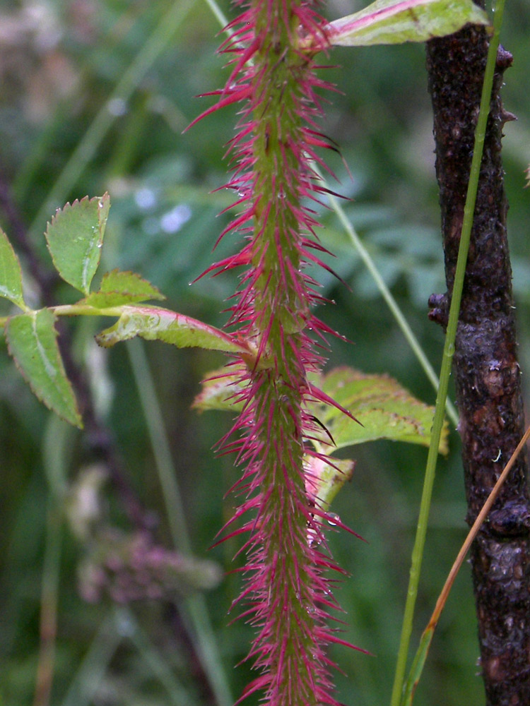 Image of Rosa spinosissima specimen.