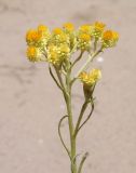 Helichrysum arenarium. Верхушка цветущего побега. Украина, г. Запорожье, возле свалки. 28.06.2014.