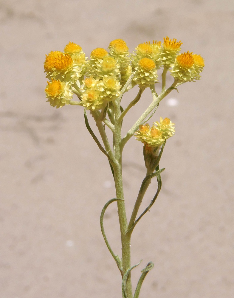 Image of Helichrysum arenarium specimen.