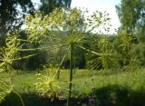 Peucedanum morisonii