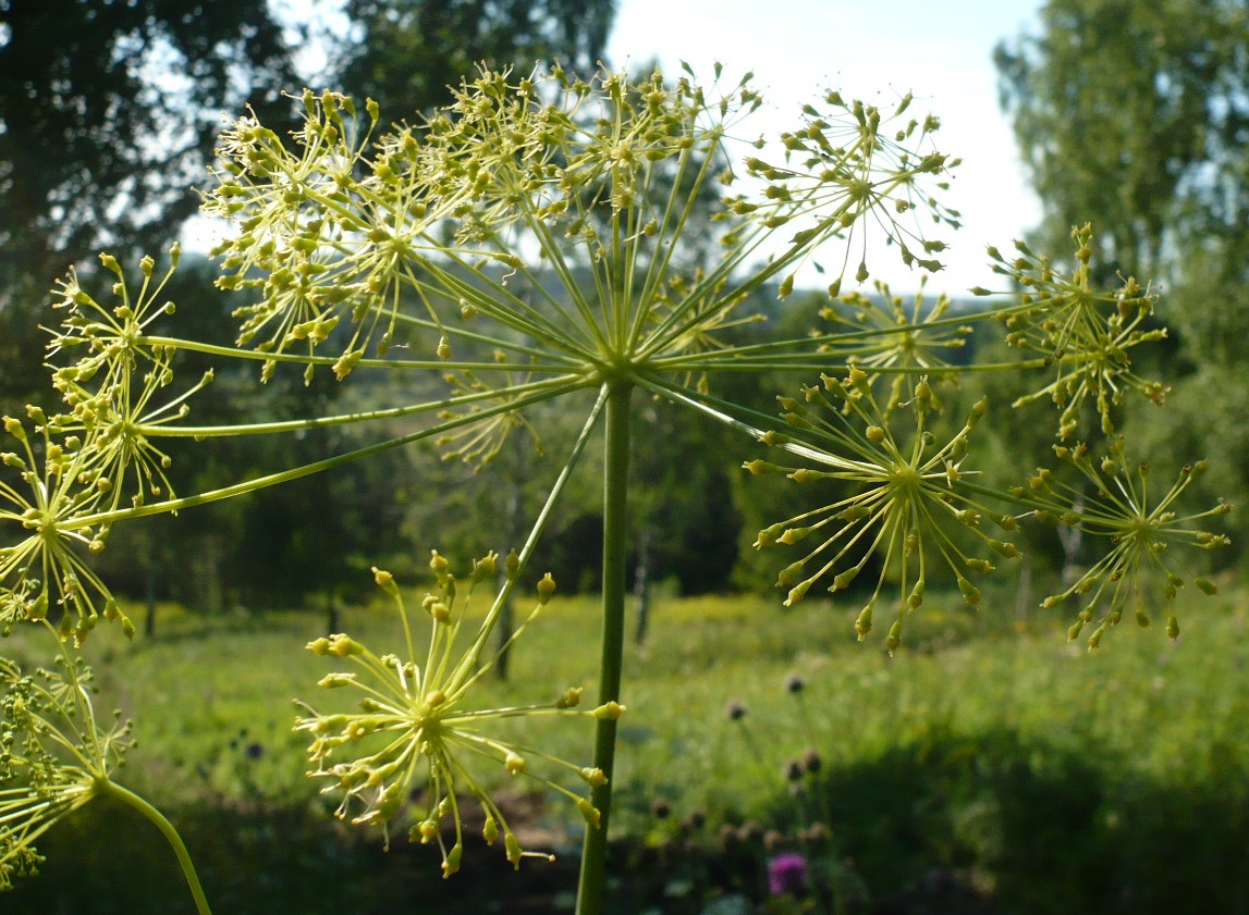 Изображение особи Peucedanum morisonii.