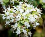 Origanum vulgare ssp. viride