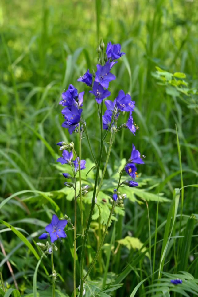 Изображение особи Polemonium caeruleum.