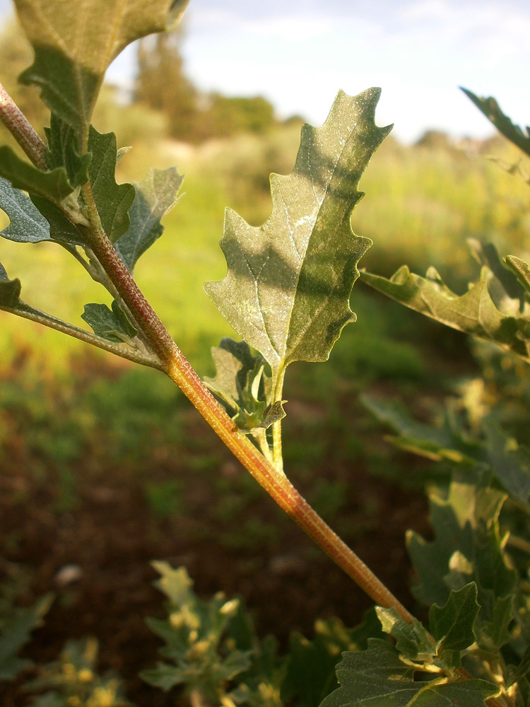 Image of Atriplex tatarica specimen.