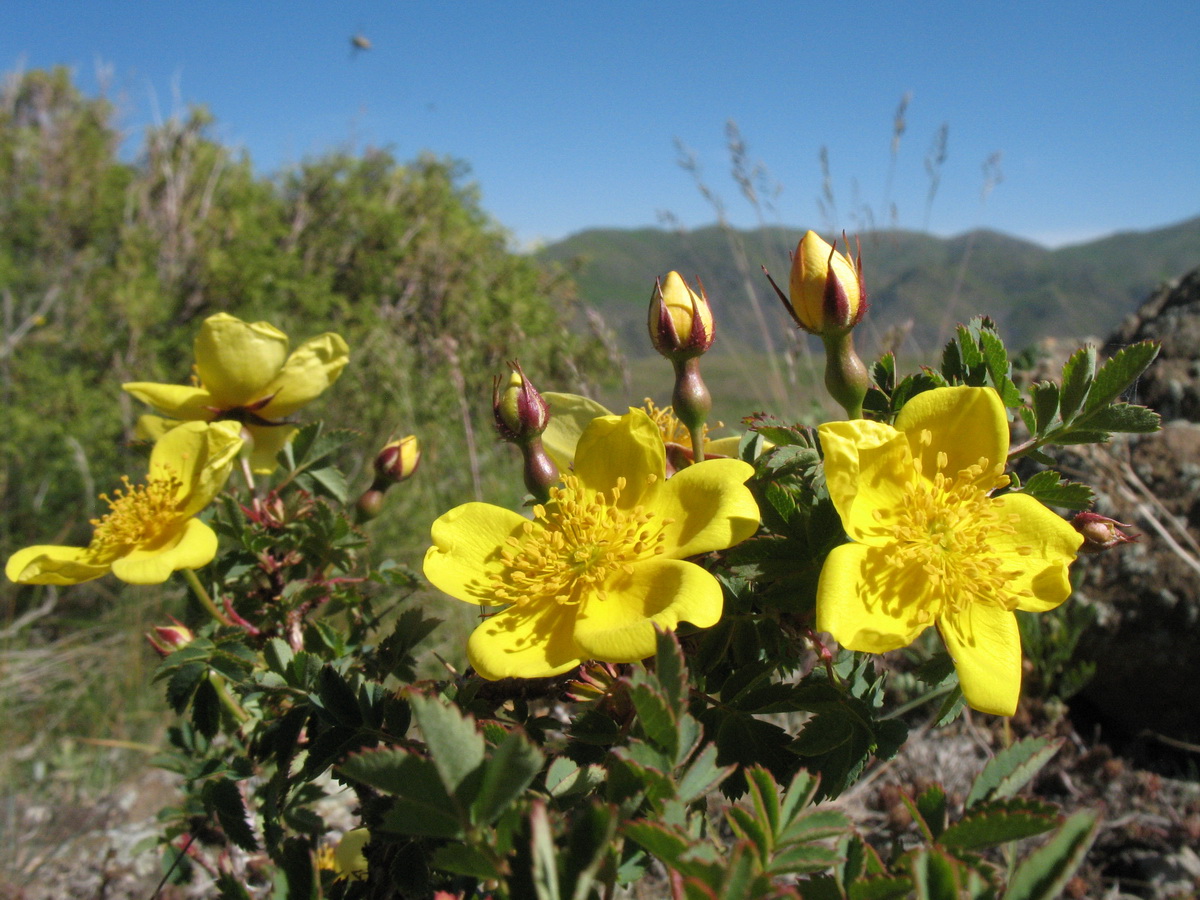 Image of Rosa kokanica specimen.
