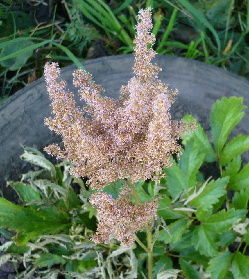 Изображение особи род Astilbe.