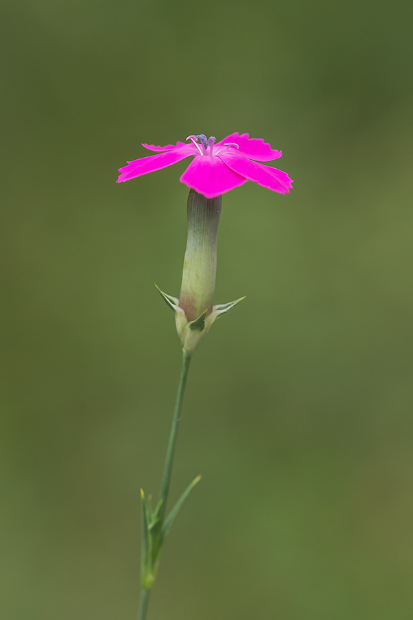 Изображение особи род Dianthus.