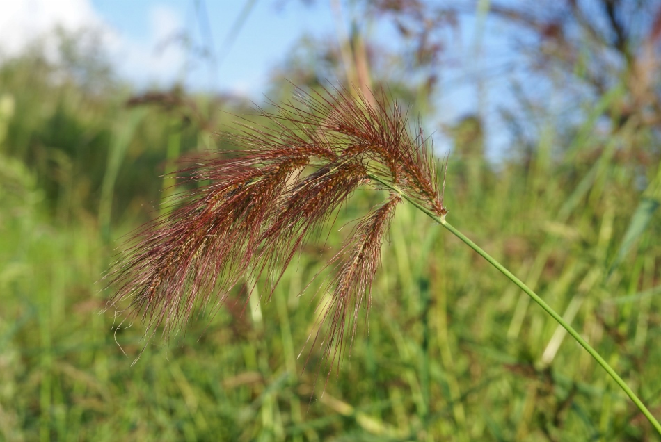 Изображение особи Echinochloa caudata.