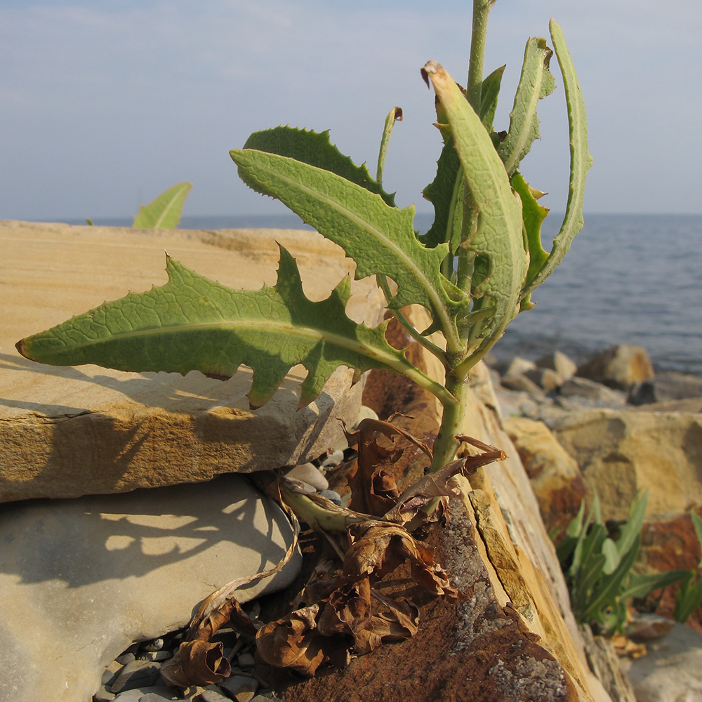 Image of Lactuca tatarica specimen.