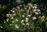 Gypsophila uralensis