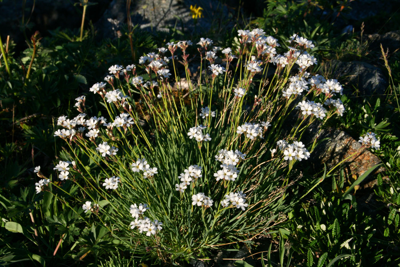 Изображение особи Gypsophila uralensis.