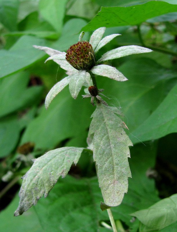 Image of Bidens tripartita specimen.