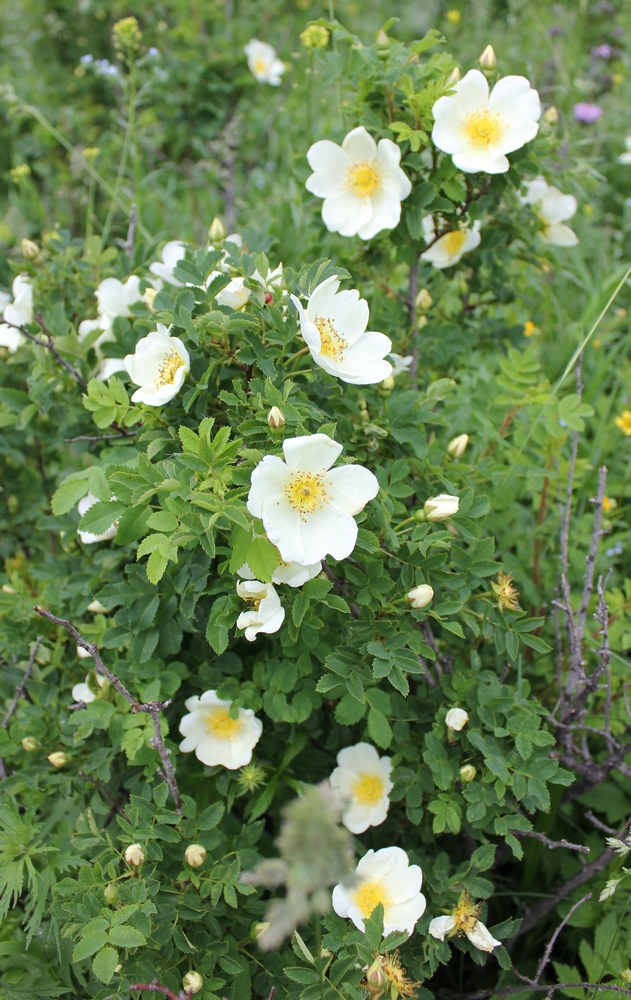 Изображение особи Rosa spinosissima.