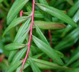 Euphorbia palustris. Средняя часть побега ('Walenburgs Glorie'). Германия, г. Крефельд, Ботанический сад. 01.10.2014.