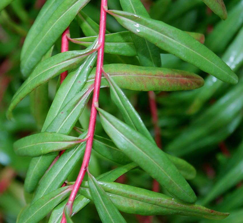 Image of Euphorbia palustris specimen.