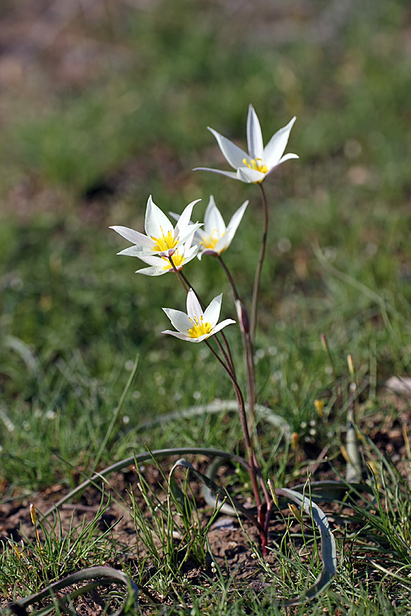 Image of Tulipa buhseana specimen.