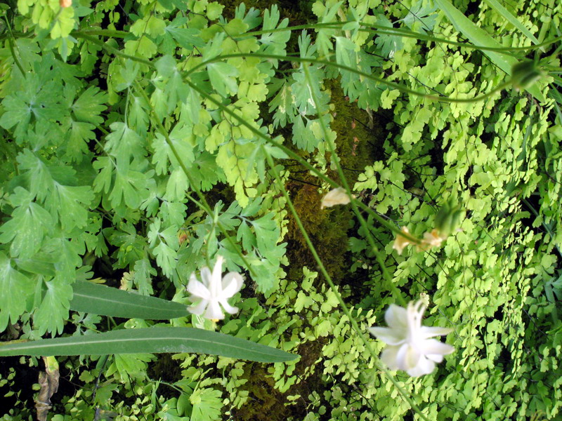 Image of Aquilegia vicaria specimen.