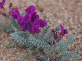 Oxytropis lanata. Побег с соцветиями. Бурятия, перешеек п-ова Святой нос, побережье Баргузинского залива. 23.07.2009.