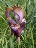 Iris stolonifera. Цветок крупно. Узбекистан, г. Ташкент, Ботанический сад им. Ф.Н. Русанова. 13.04.2008.