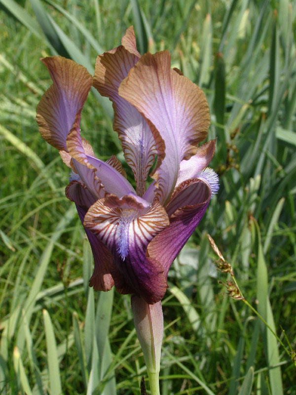 Image of Iris stolonifera specimen.