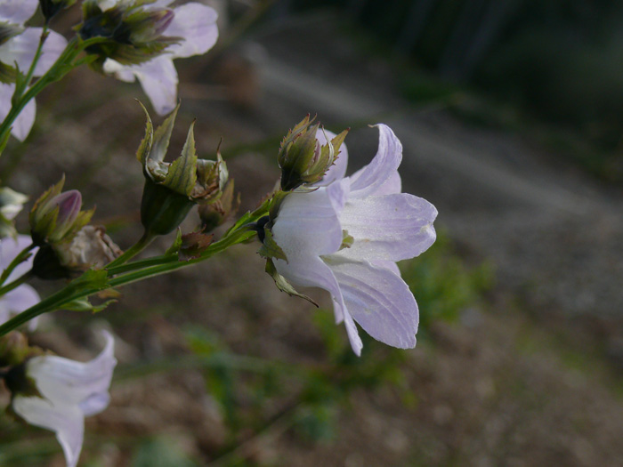 Image of Gadellia lactiflora specimen.