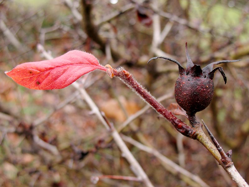 Изображение особи Mespilus germanica.